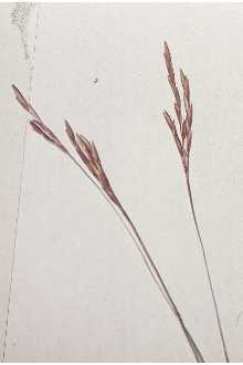 image of some kind of wheat